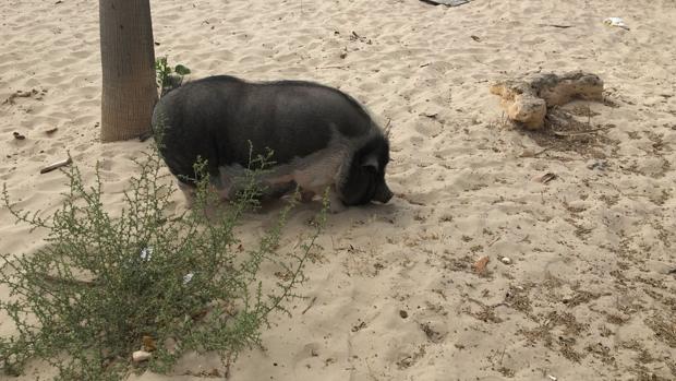 Encontrado un cerdo vietnamita en una playa de Algeciras