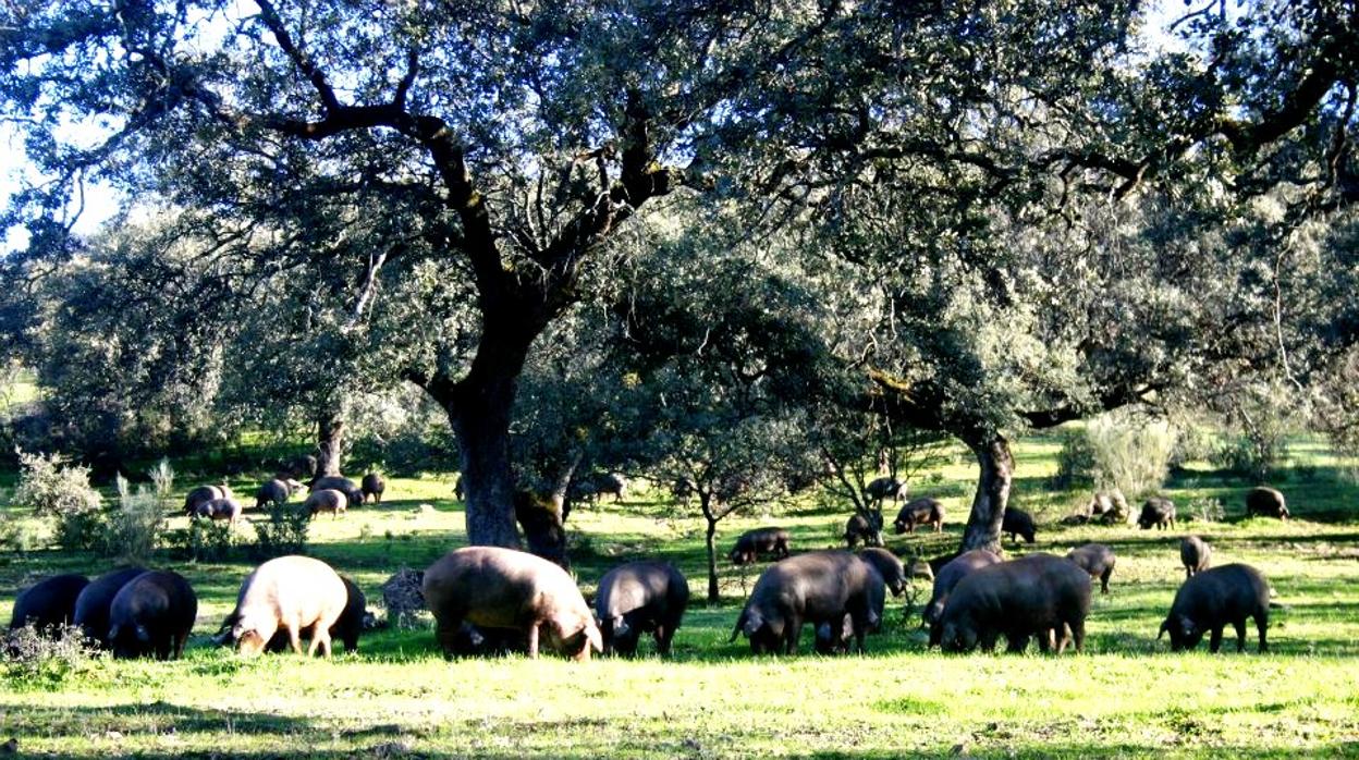 El proyecto de Asaja buscará mejorar la situación de las explotaciones agroganaderas del Alto Guadiato