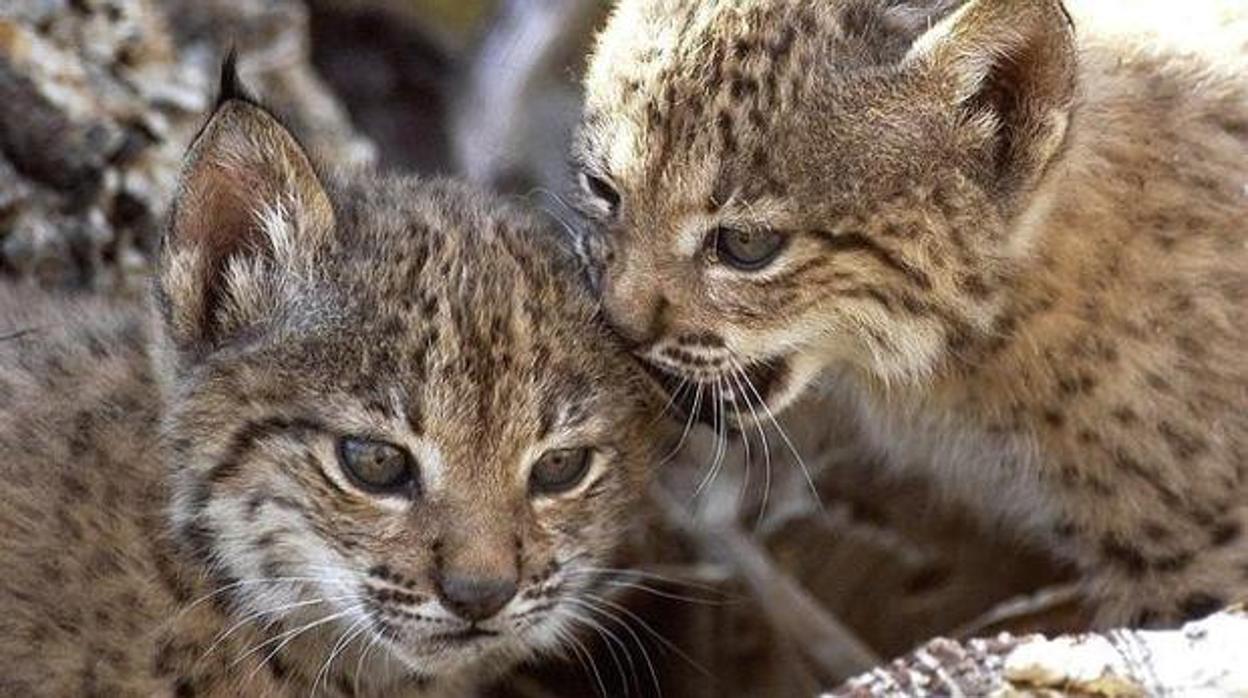 Dos cachorros de lince ibérico