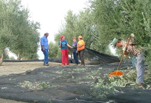 Recogida de la aceituna en un campo de la provincia de Córdoba