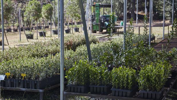 Urbanismo impide vender palmeras en una finca de Córdoba en la que sí autorizó un vivero