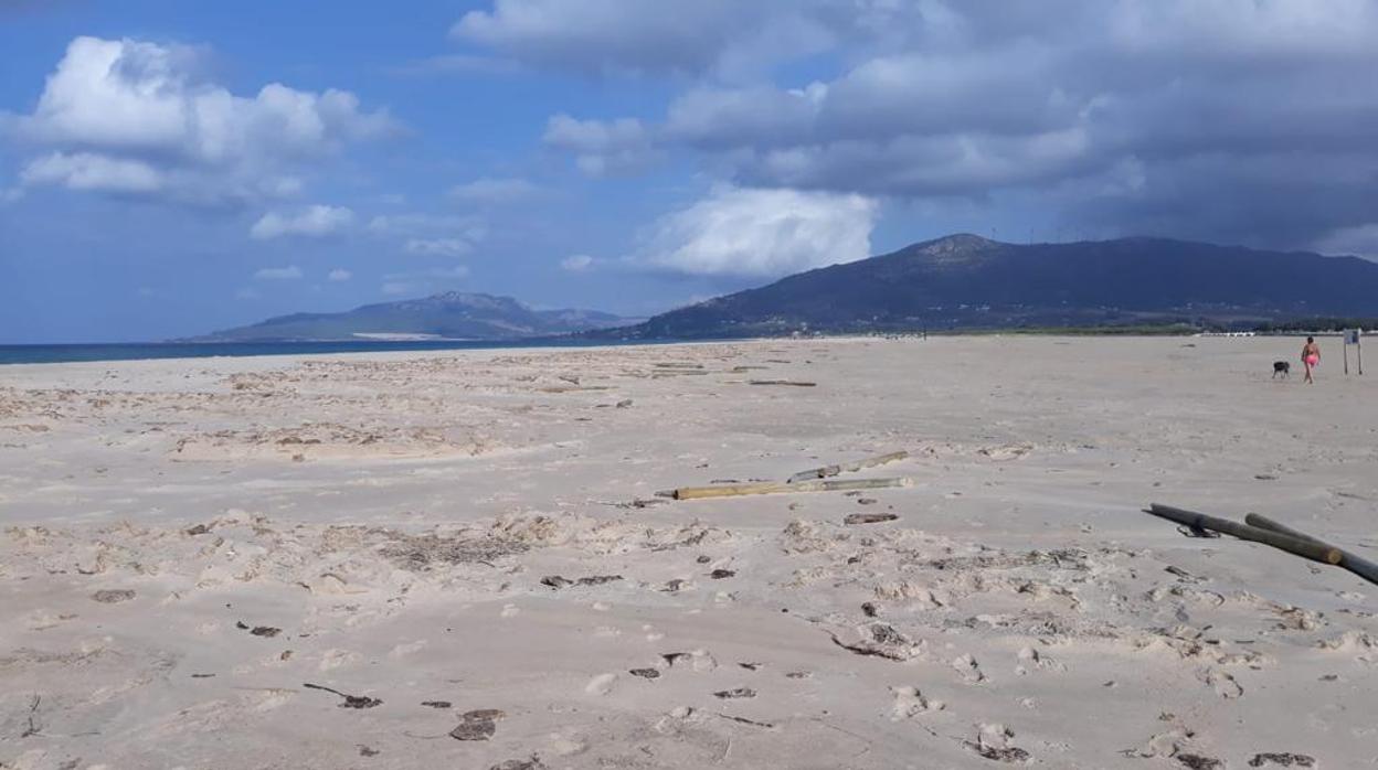 Imagen de algunas de las estacas derribadas en este paraje natural de Tarifa.