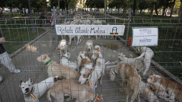 Intercaza calienta motores en Córdoba con el perro como protagonista
