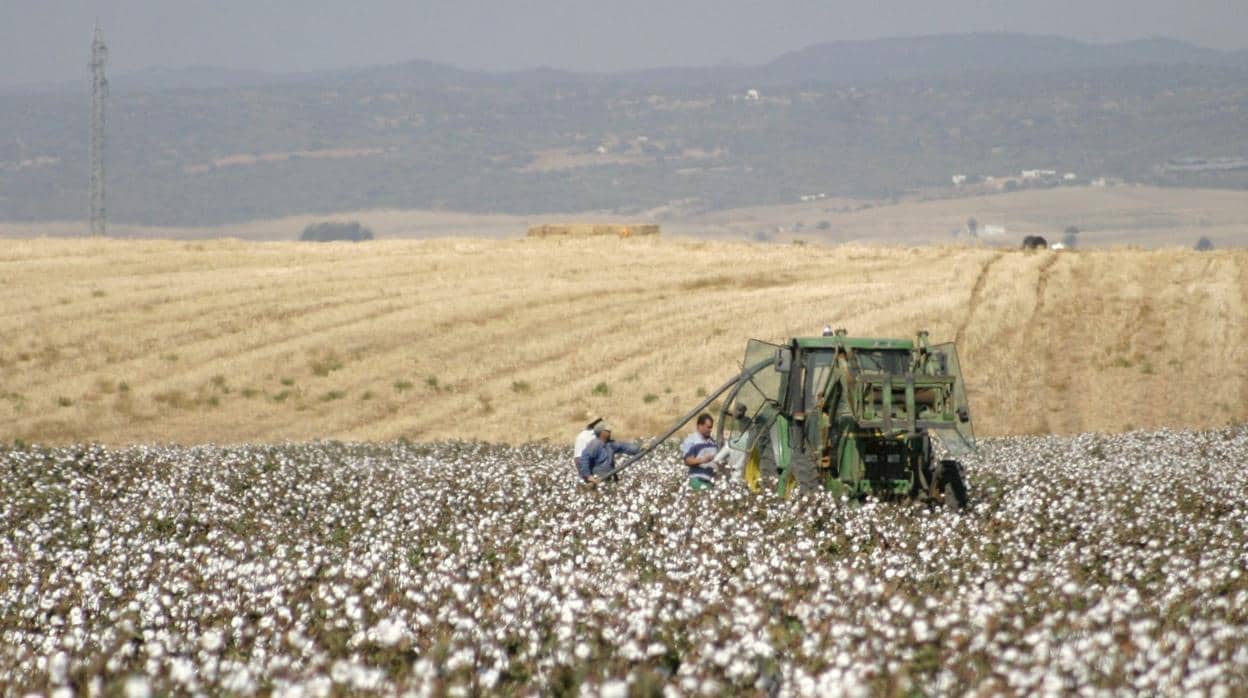 Una cosechadora en un campo de algodón de Córdoba