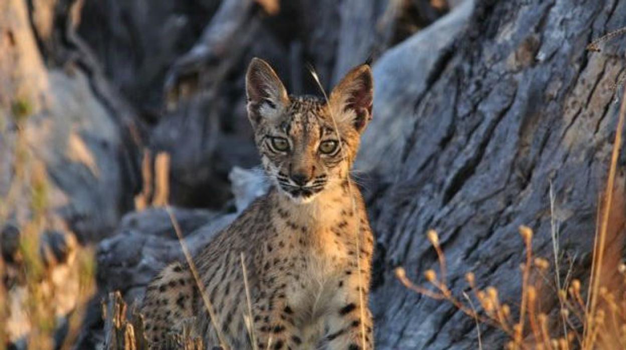 Cachorro de lince ibérico, un felino en vías de extincion