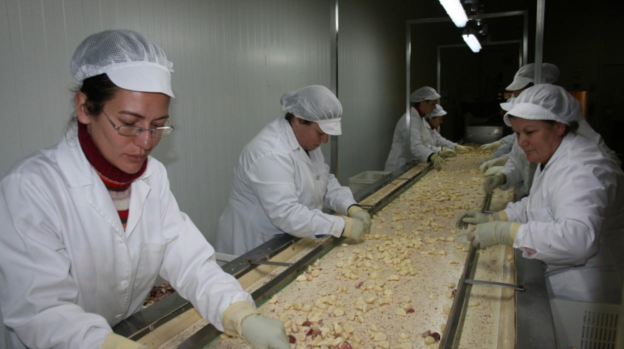 Mujeres trabajan en el tratamiento final de los ajos