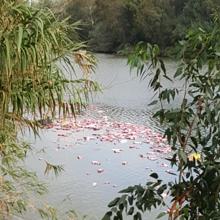 Contrabandistas lanzan cajas de tabaco al río Guadiaro en Cádiz para evitar ser detenidos