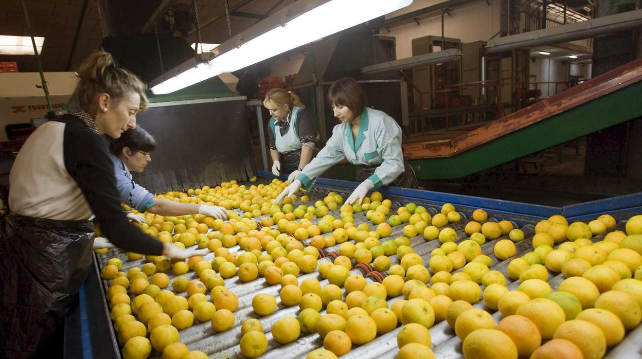 Trabajadoras en una planta de tratamiento de naranjas