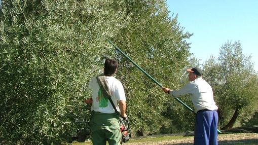 El campo cordobés aguarda la resolución de la negociación de la PAC