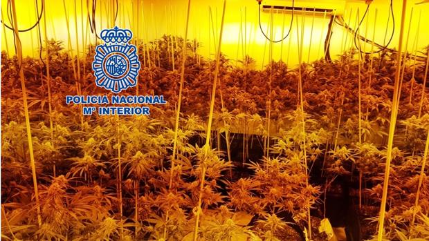 Dos detenidos e intervenidos 20 kilos de marihuana en un domicilio del Sector Sur en Córdoba