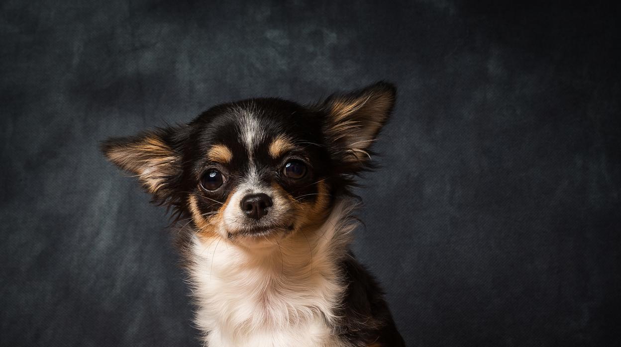 Un perro de la raza chihuahua