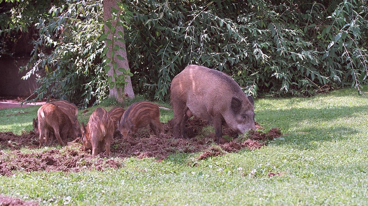 Una manada de jabalíes en una zona urbana