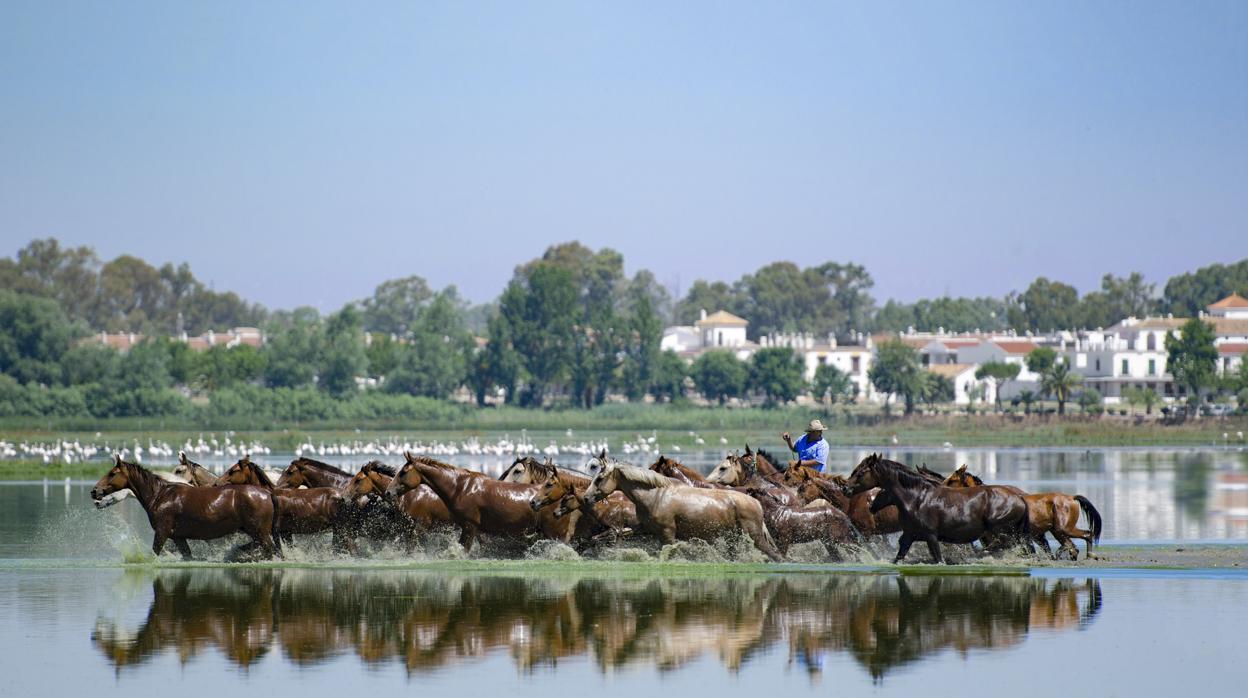 Las labores ganaderas representadas hoy en la Saca de las Yeguas, es uno de los usos tradicionales de Doñana que se remontan siglos atrás