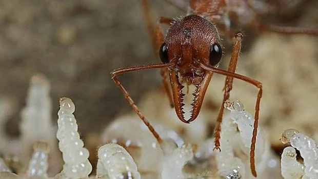 Llega a Andalucía una pequeña «hormiga de fuego» que pica a los humanos