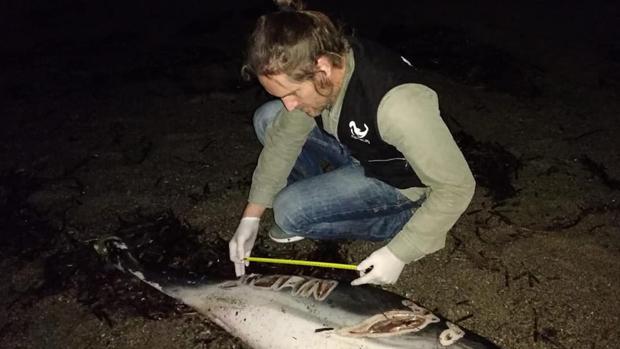 Encuentran un delfín muerto con el nombre de «Juan» grabado en un costado en una playa de Almería