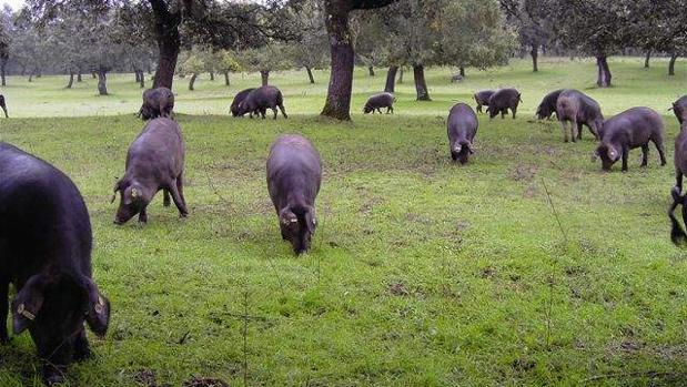 El 61% de las explotaciones de dehesa en Córdoba son fincas familiares