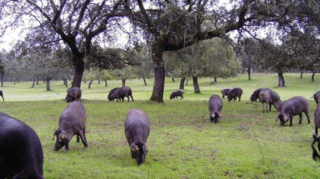 Explotación ganadora en la dehesa de Los Pedroches en Córdoba