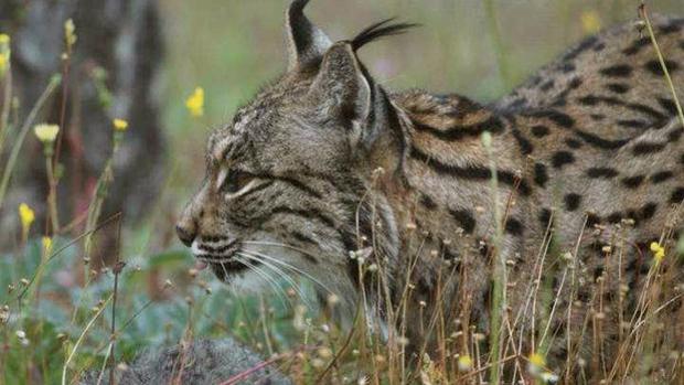 Muere un lince ibérico de tres años por un disparo «a bocajarro» en Córdoba