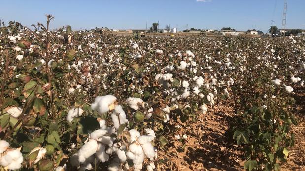 El CeiA3 busca en Córdoba el algodón que mejor se adapte al campo andaluz