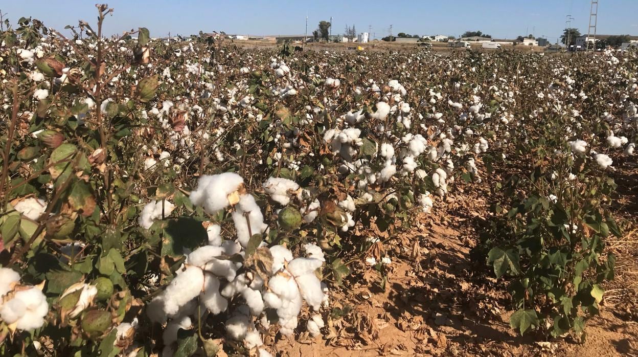 Finca cultivada con algodón