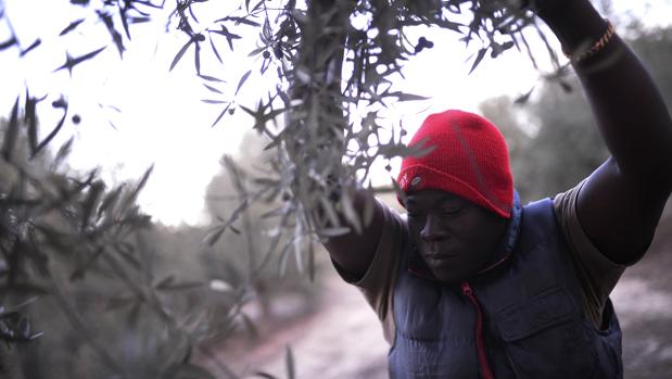 Jóvenes que se marchan e inmigrantes que no llegan: la condena poblacional de Baena y Los Pedroches