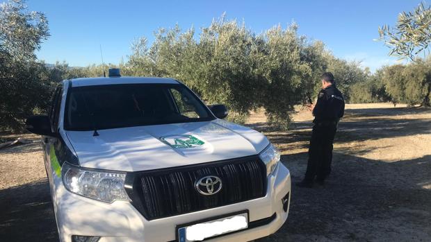 Denunciadas tres personas por robo de aceituna en Jaén