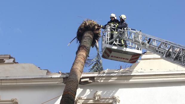 El Ayuntamiento de Córdoba talará ocho palmeras y 25 coníferas por seguridad