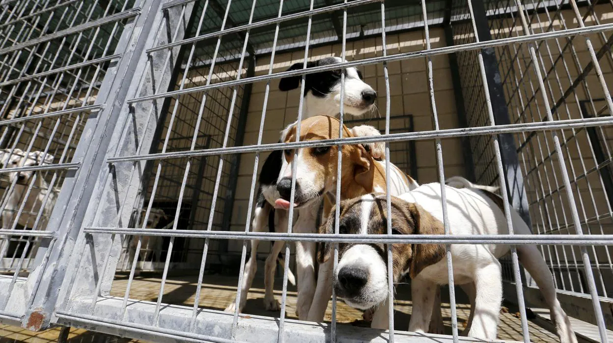 Perros en el Centro de Control Animal de Sadeco