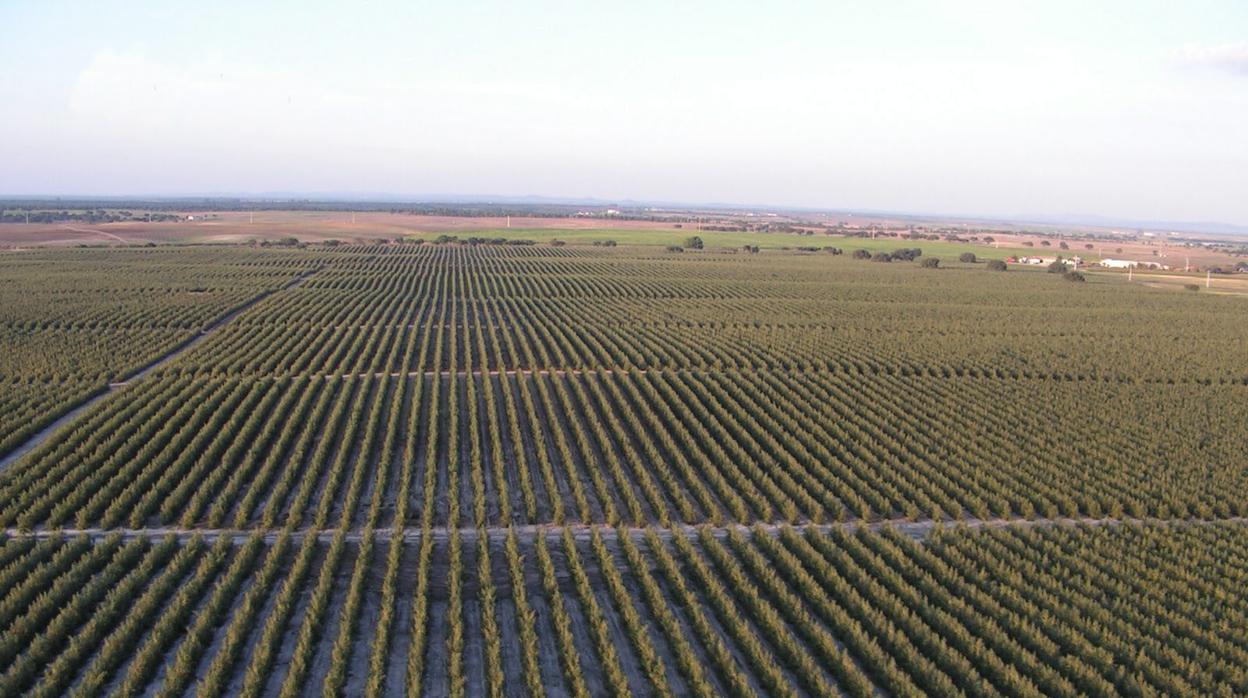 Una empresa de Córdoba desarrolla variedades de olivo resistentes a la xylella fastidiosa