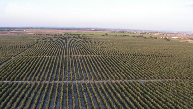 Una empresa de Córdoba desarrolla variedades de olivo resistentes a la xylella fastidiosa