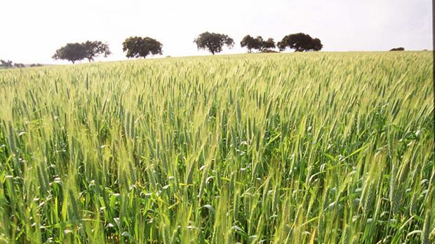 Empresas de Córdoba participan en un ensayo para mejorar la calidad del trigo duro