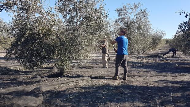 Parte de la cosecha de aceitunas se queda en los olivos de Córdoba por falta de jornaleros