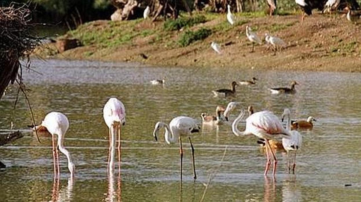 Flamencos en Doñana