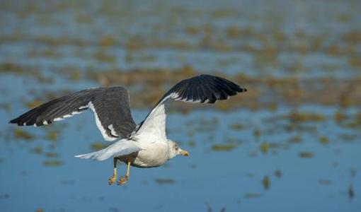 El colectivo de trabajadores del Espacio Natural de Doñana ha sido galardonado