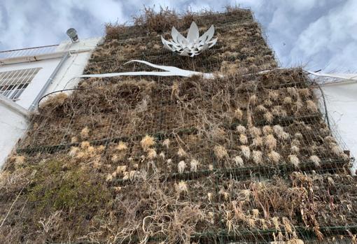 Vegetación seca en una de las paredes de la sede de Turismo del Ayuntamiento de Córdoba