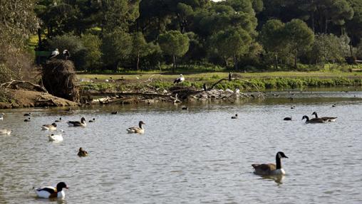 Patos en una de las numerosas lagunas del parque nacional