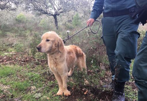 Imagen del perro tras su rescate