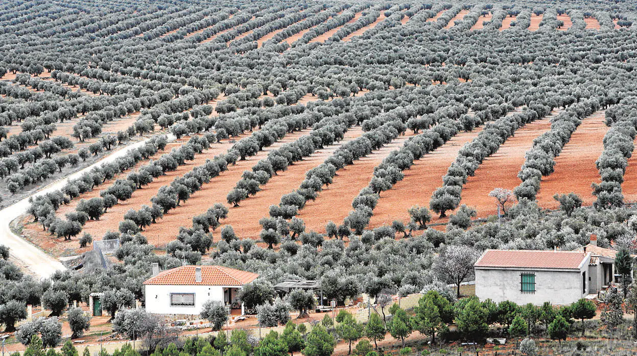 Un paisaje de olivar en un municipio de la provincia de Córdoba