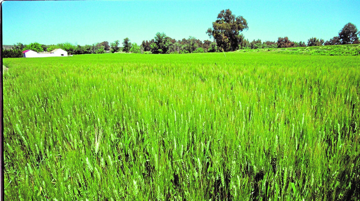 Un campo de trigo con el característico color verde previo al verano