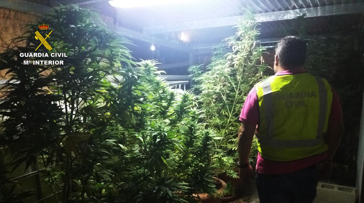 El negocio de la marihuana se multiplica en Córdoba