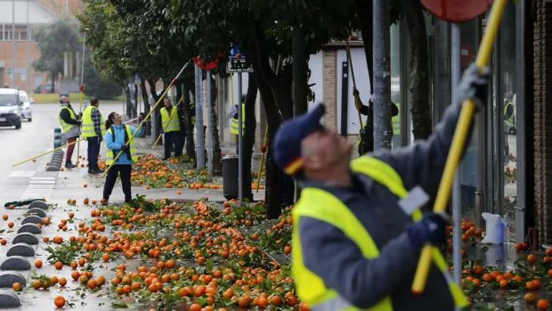 Operarios recogen naranjas de algunos árboles en el Casco de Córdoba