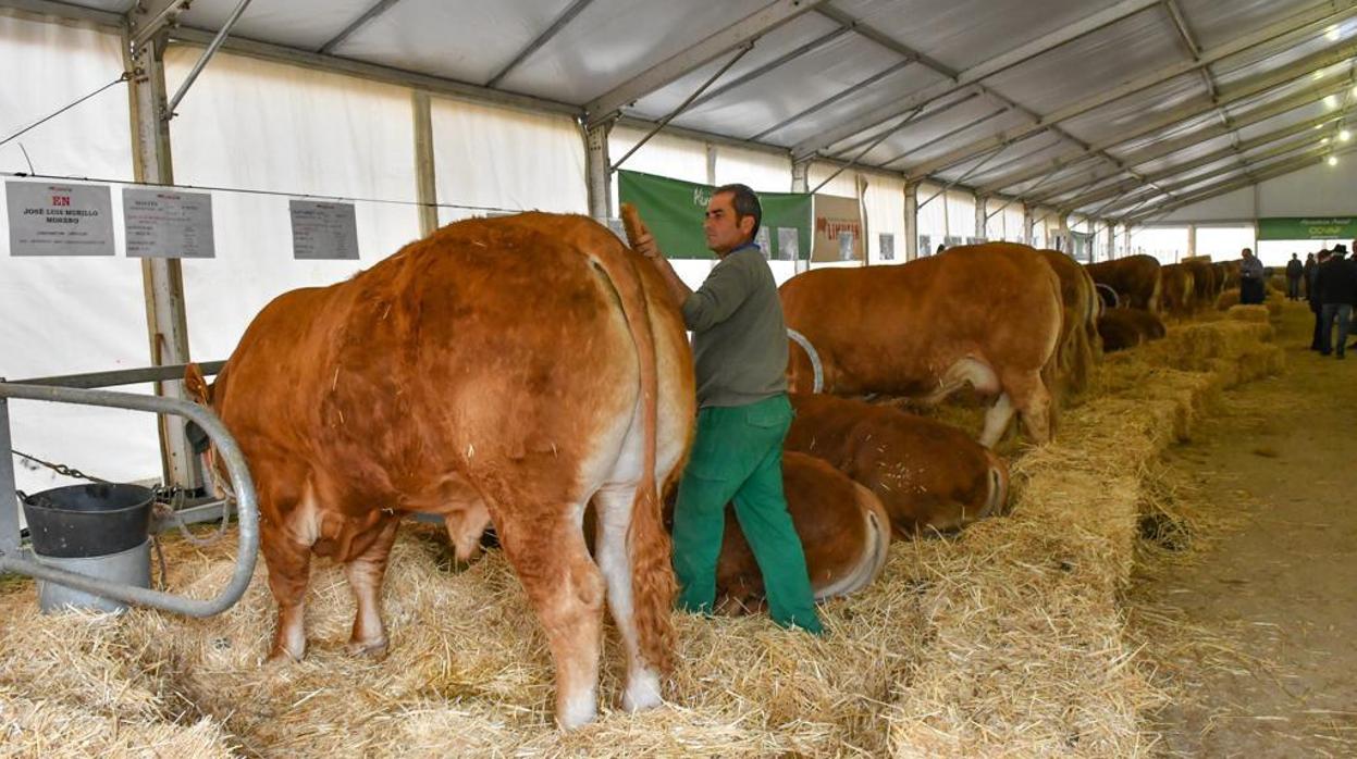 Un hombre cuida los ejemplares expuestos para su venta en la feria ganadera de Pozoblanco