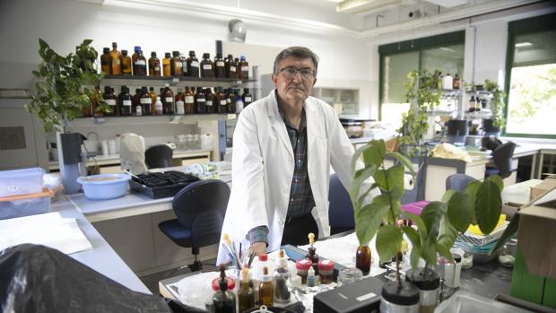 Investigadores de la Universidad de Córdoba: Francisco Javier Romera, la nutrición del hierro en las plantas