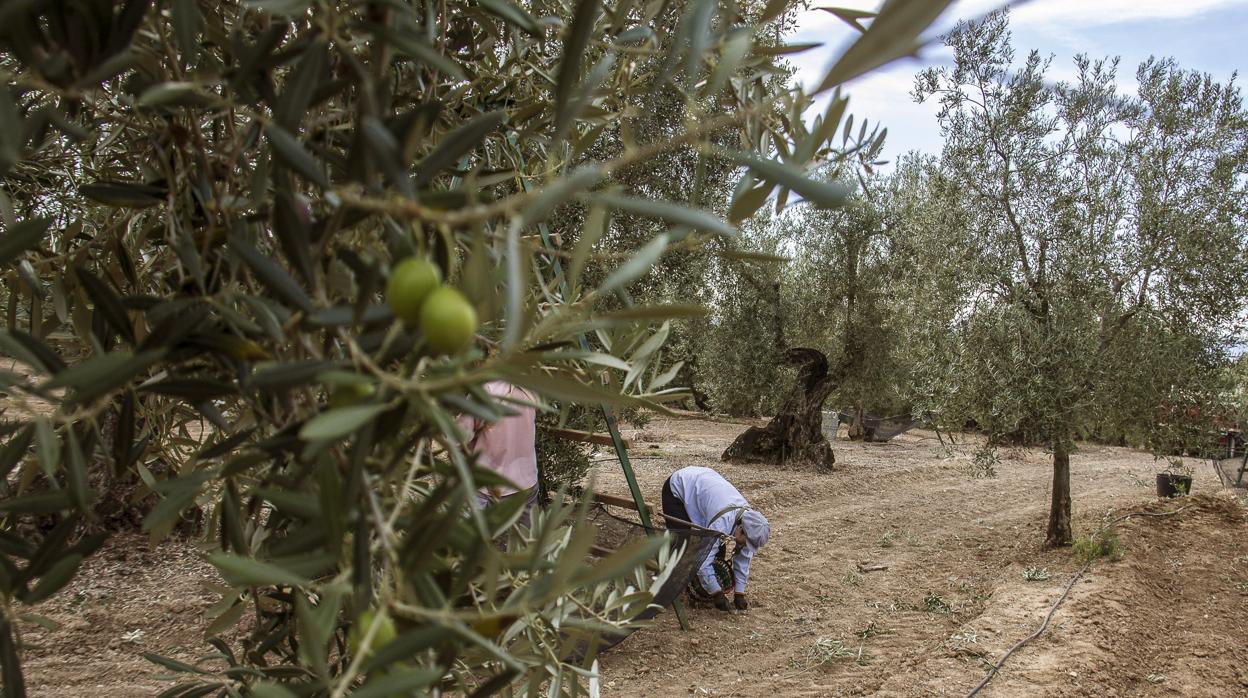 Trabajadores del campo durante la recogida de la aceituna