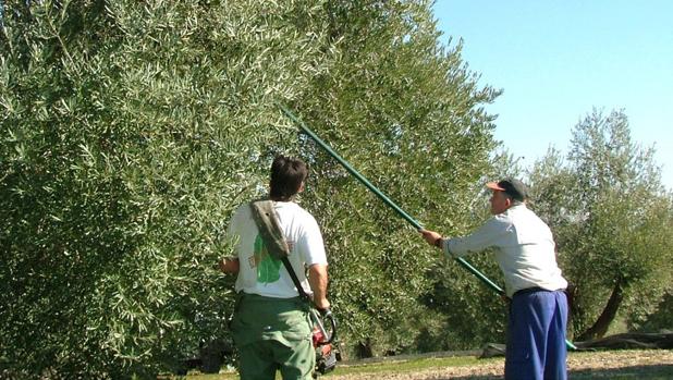 La campaña olivarera cierra en Córdoba con una producción récord y crisis de precios