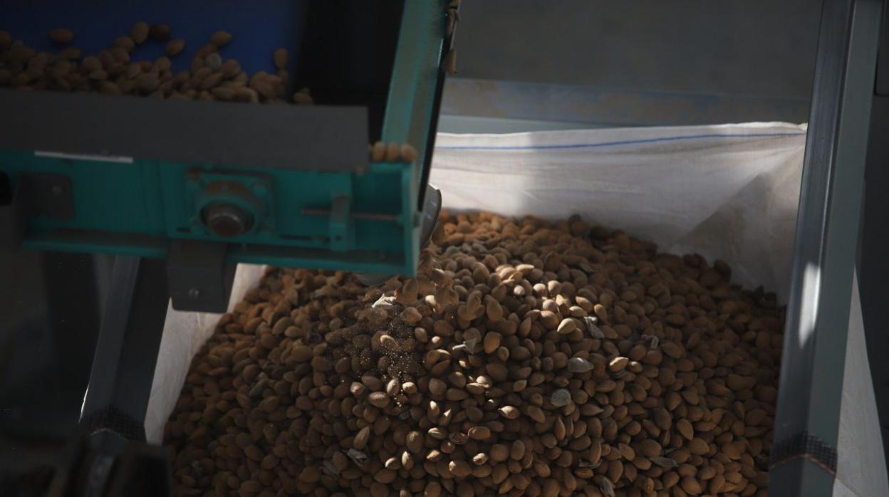 Planta de tratamiento de almendras de Dafisa, en La Carlota