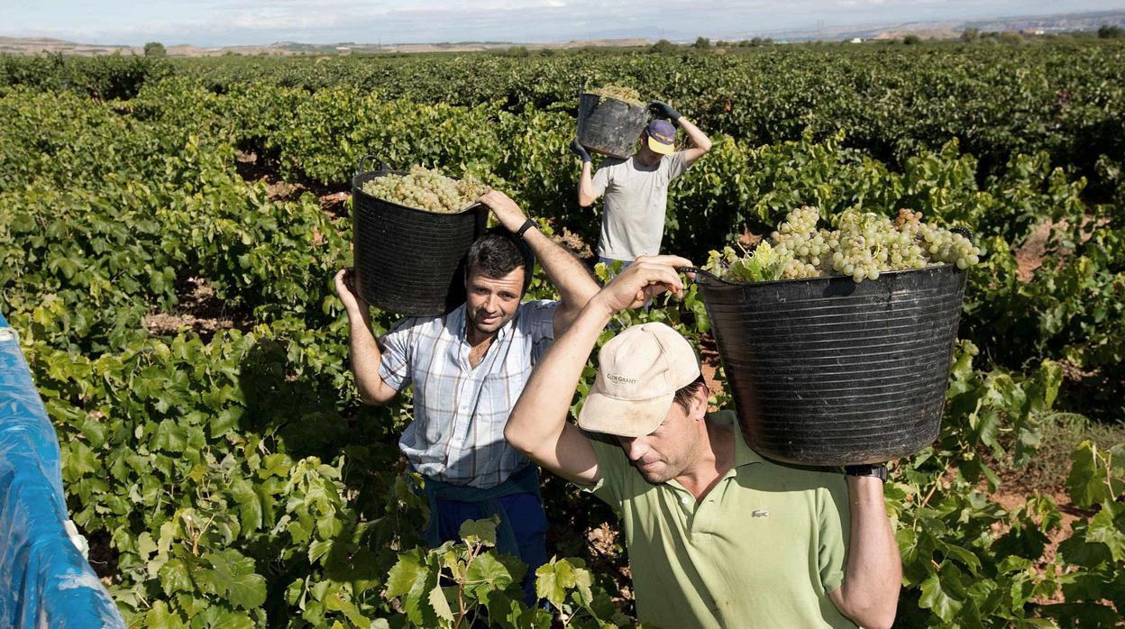 Varios trabajadores recogen uva