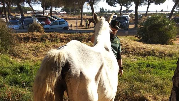 Abandona a su yegua atada a un árbol en Huelva sin agua, sombra ni comida