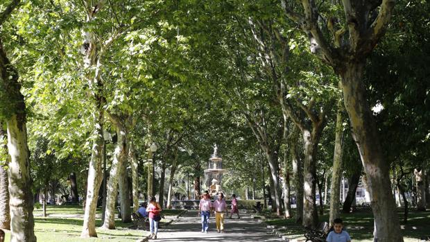 Radiografía del bosque urbano de Córdoba: ¿cuántos árboles necesita la ciudad?