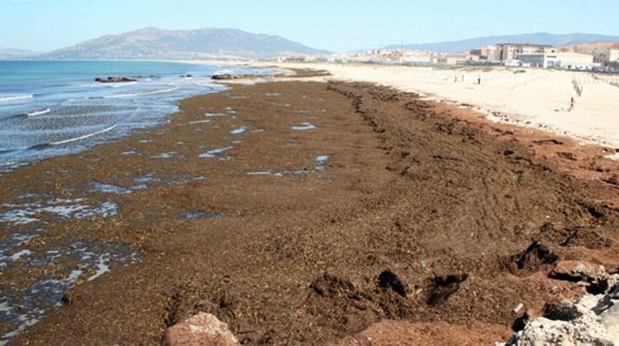 Imagen del alga invasora en la playa de Los Lances, en Tarifa